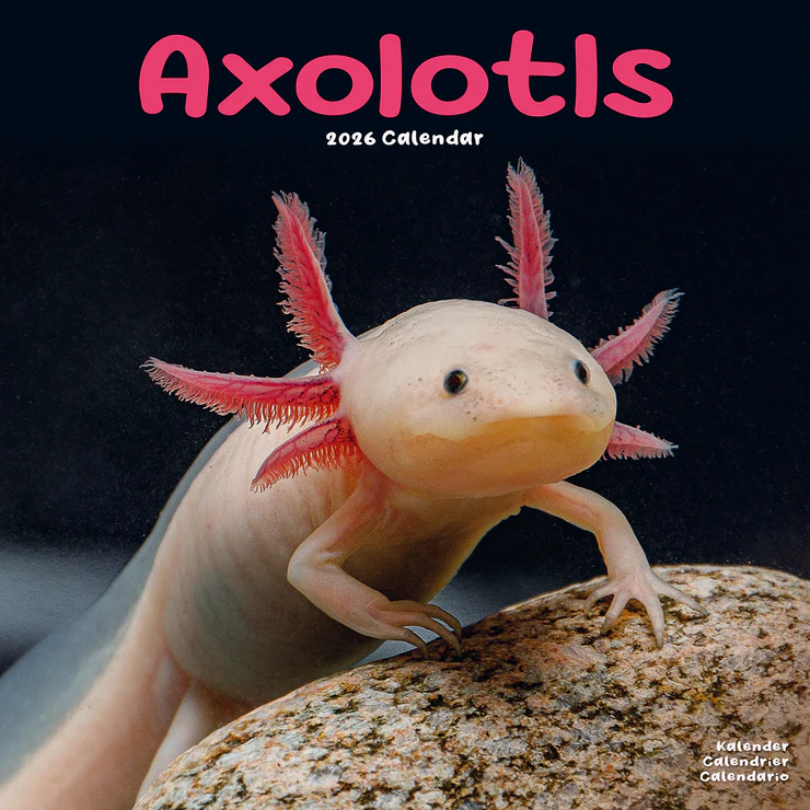 Calendar 2025 Axolotls