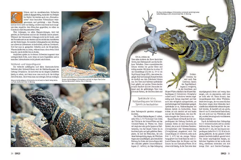 Draco 50 - USA Südwest, Tiere, Terrarien, Lebensräume