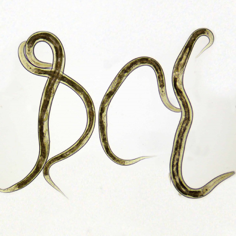 Micro worms breeding kit