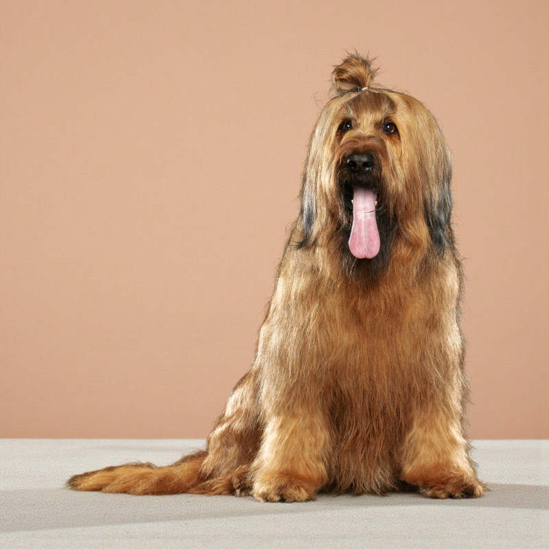 Sitzender Berger de Brie (Briard) Hund mit langem braunem Fell und heraushängender Zunge.