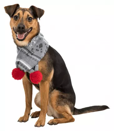 Hundeschal Weihnachten