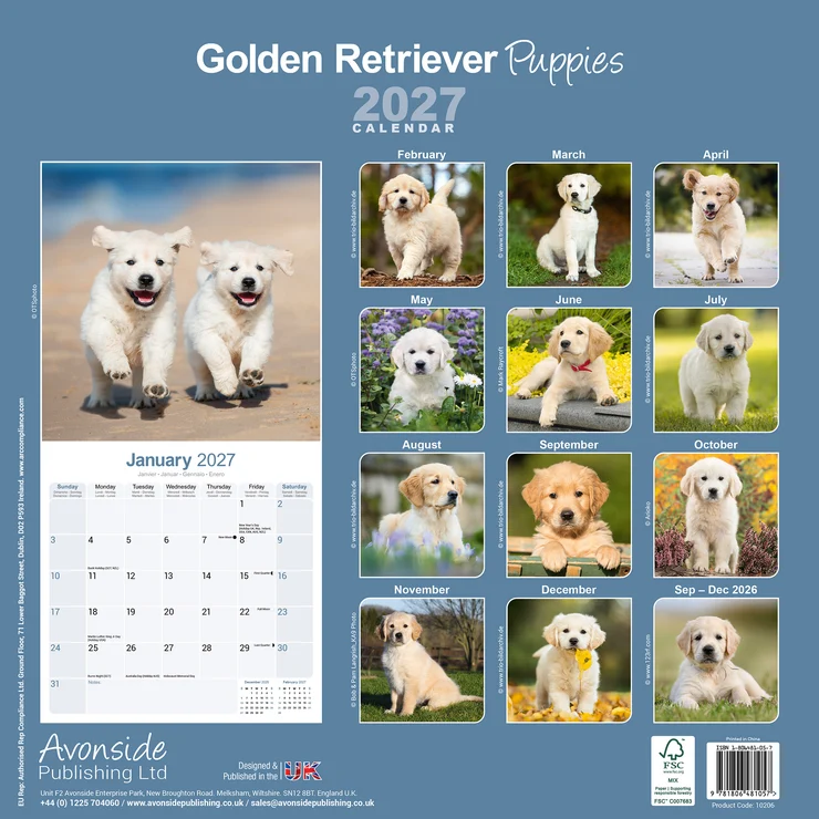 Kalender 2027 Golden Retriever - Welpe - Puppies
