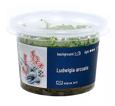 Ludwigia Arcuata