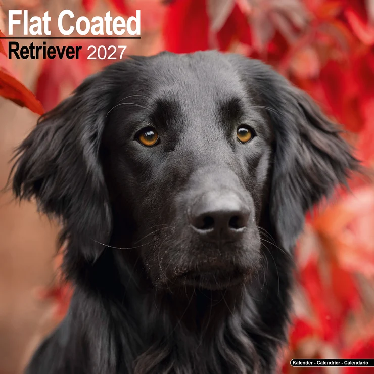 Kalender 2027 Flat Coated Retriever