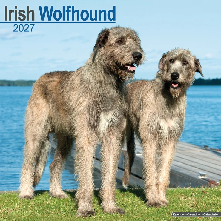 Kalender 2027 Irischer Wolfshund - Irish Wolfhound