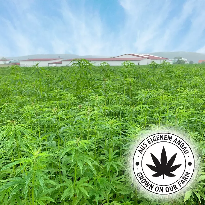 jr-farm-cbd-stick-coolness-3 JR Farm Grainless Sticks Coolness