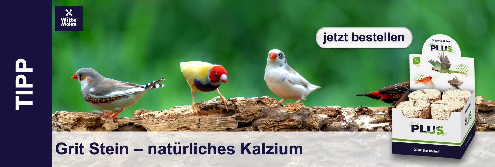 Vier bunte Vögel sitzen auf einem Baumstamm vor grünem Hintergrund: links ein Zebrafink, daneben eine Gouldamadine und ein weißer Zebrafink. Rechts eine Packung „Witte Molen PLUS“ mit vier runden Gritsteinen.