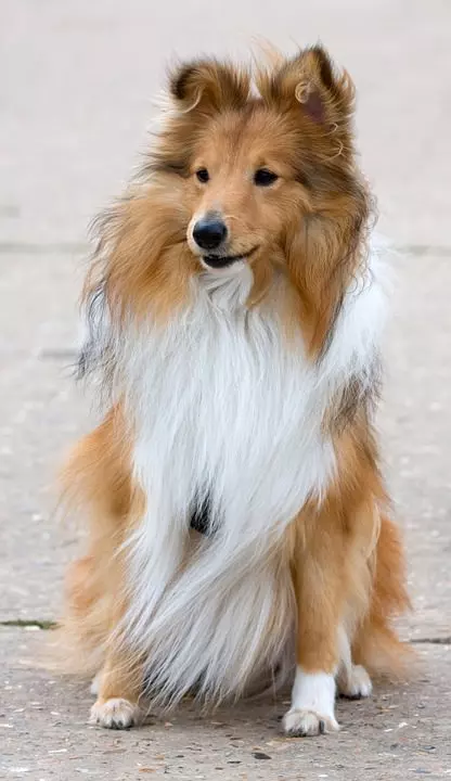 sheltie-free Shetland Sheepdog