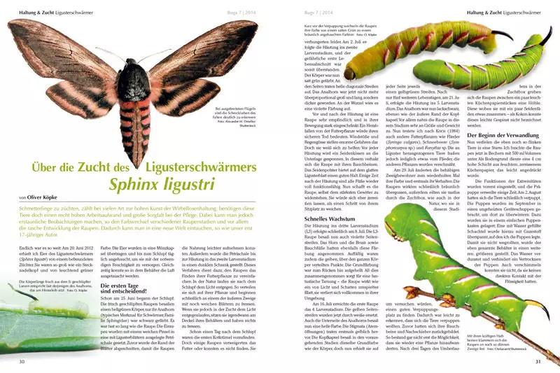 Bugs Nr. 07 - Bunte Vogelspinnen