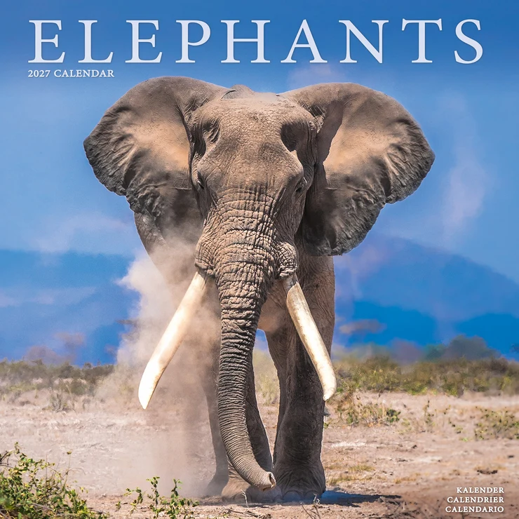 Kalender 2027 Elefanten - Elefant - Elephants