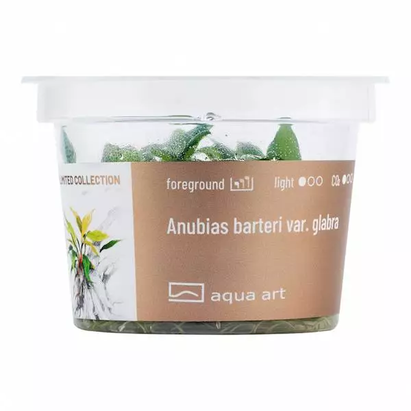 Anubias barteri var. glabra