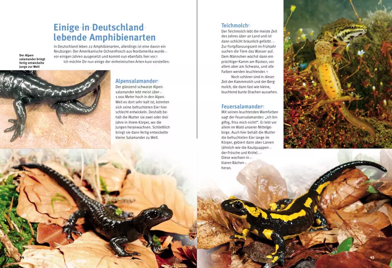 c0b33e8f9e2cc5f0d35f3e5d96026b44 NTV, Entdecke die Amphibien