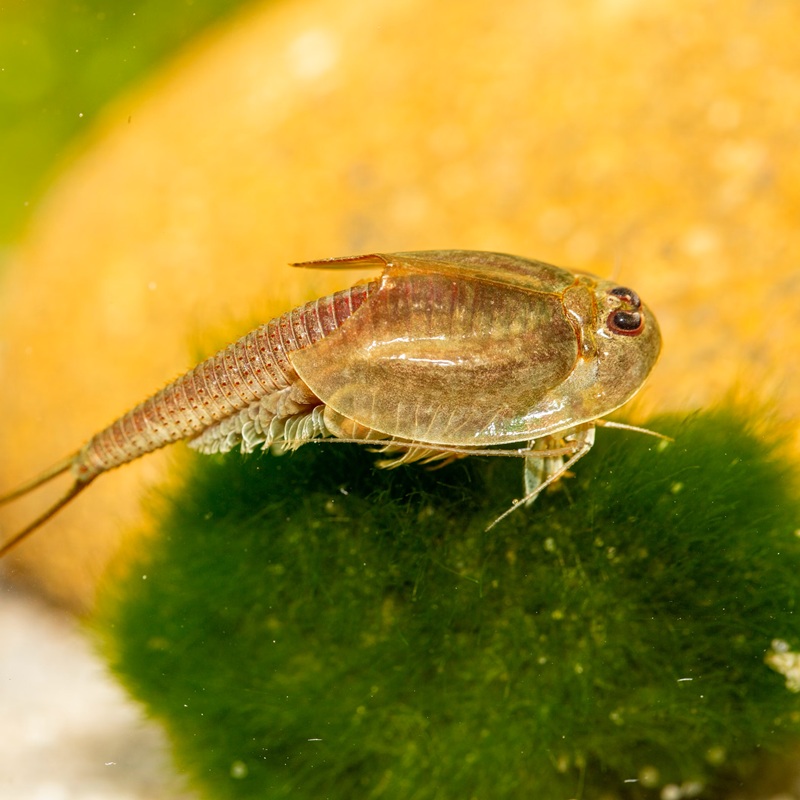 Medium prehistoric crab complete set