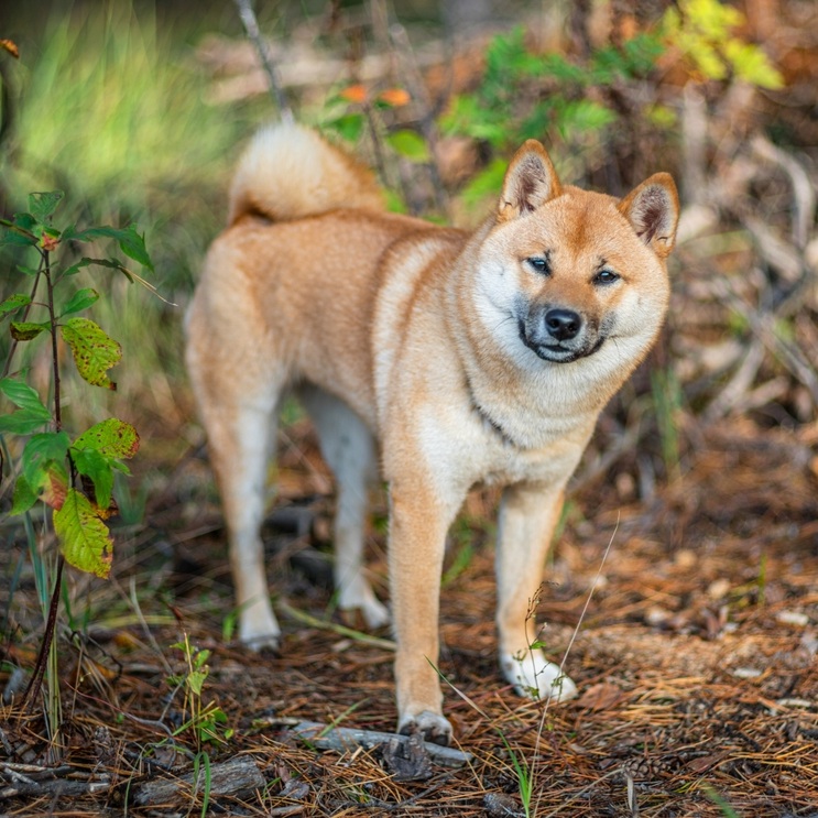 Ein Shiba Inu Hund steht auf Waldboden, mit einem buschigen Schwanz und kurzem Fell.
