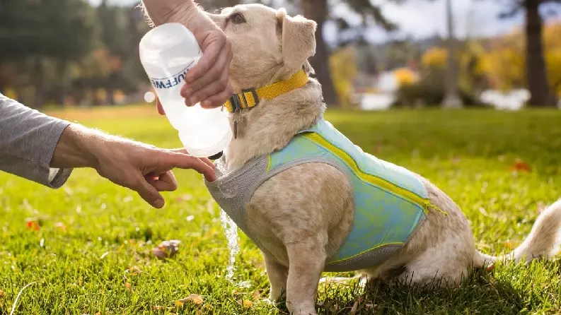 Hund mit Kühlweste wird mit Wasser übergossen, um die Kühlfunktion zu aktivieren. Ruffwear Swamp Cooler Kühlweste.
