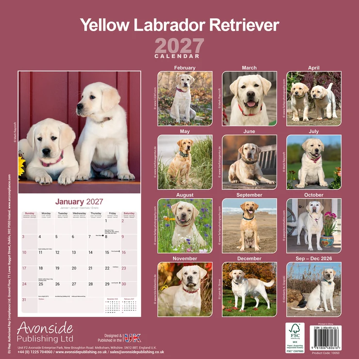 Calendrier 2026 Labrador Retriever jaune (Yellow)