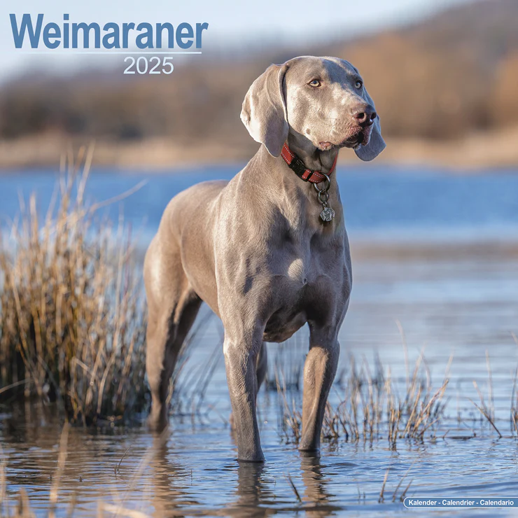 Calendrier 2025 Weimaraner