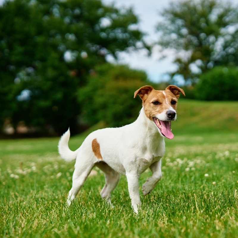 Fröhlicher Jack Russell Terrier mit weiß-braunem Fell rennt auf grüner Wiese.