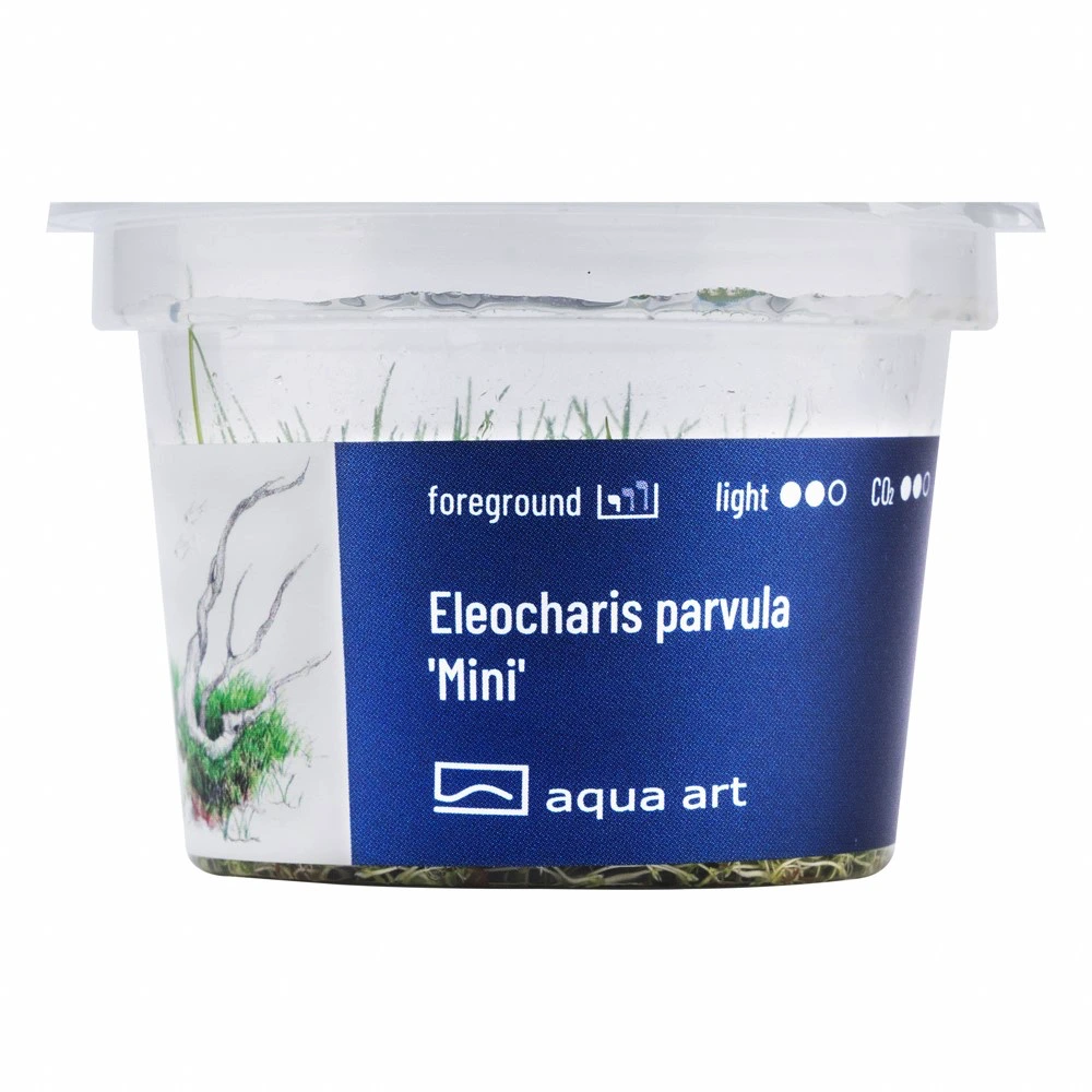 Eleocharis parvula Mini Eleocharis parvula Mini