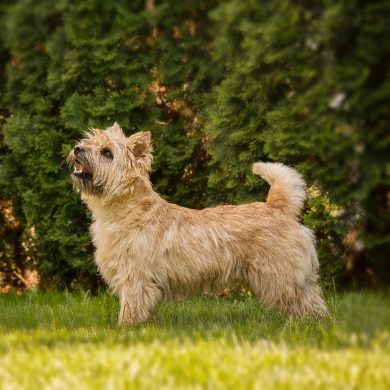 Heller Cairn Terrier steht auf Gras. Das Fell ist rau, die Rute aufgestellt, der Blick nach oben gerichtet.