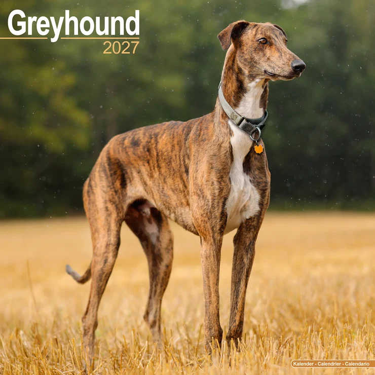 Kalender 2027 Italienisches Windspiel - Italian Greyhound