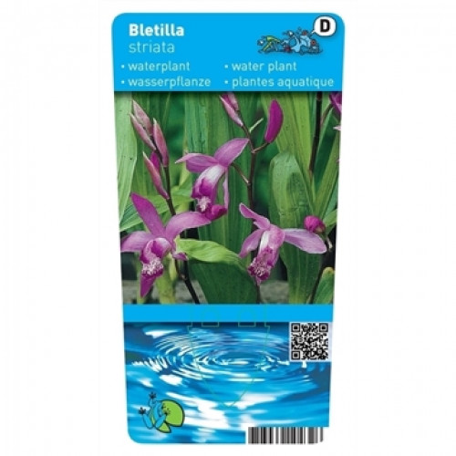 Etichetta del prodotto Bletilla striata. Mostra fiori e boccioli magenta tra foglie verdi. La parte superiore blu riporta il nome della pianta acquatica. In basso un'area blu con onde d'acqua e un codice QR.