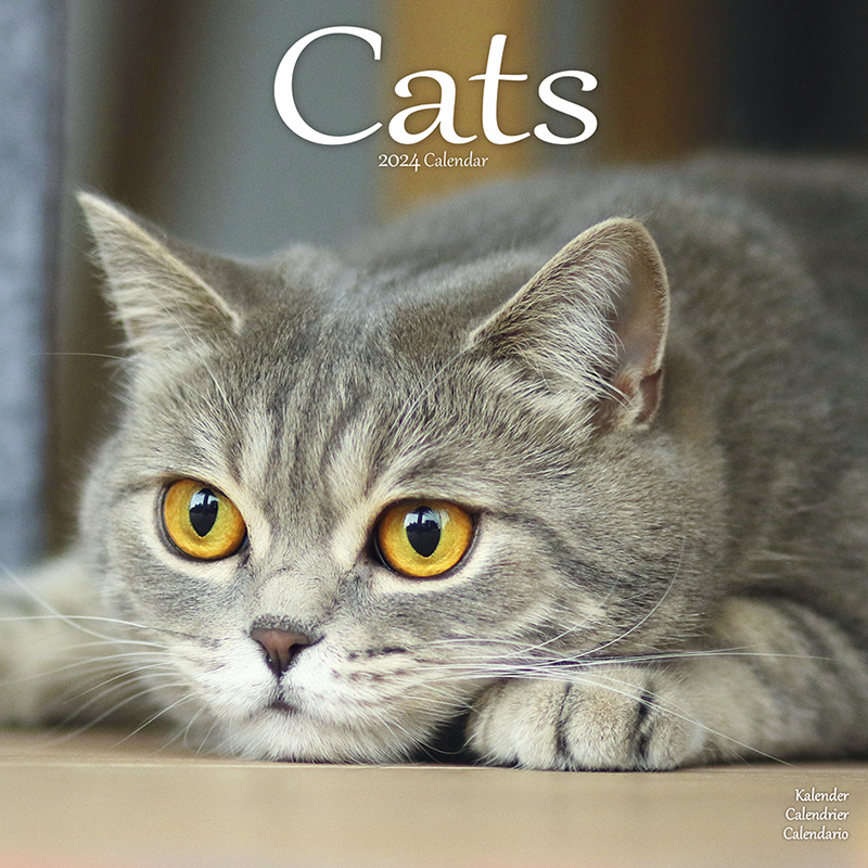 Kalender 2024 Cats - Katzen - Felis