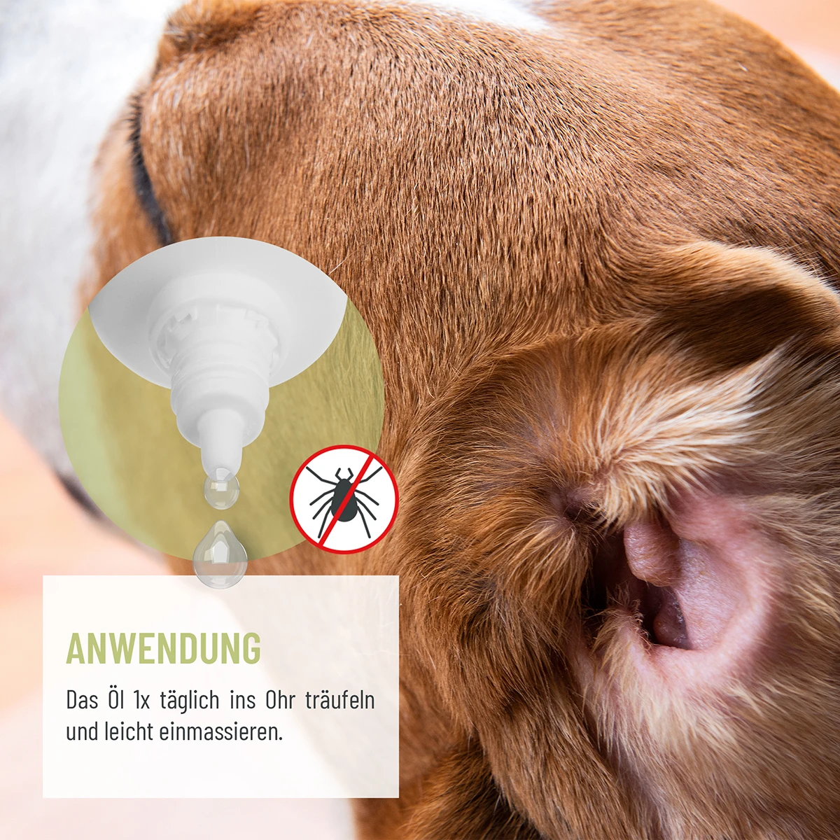 Nahaufnahme eines braun behaarten Hundeohrs, in das Tropfen aus einer weißen Pipettenflasche geträufelt werden. Ein rotes Verbotszeichen mit durchgestrichener Zecke steht für Zeckenschutz. Unten links: Öl täglich ins Ohr träufeln, einmassieren.
