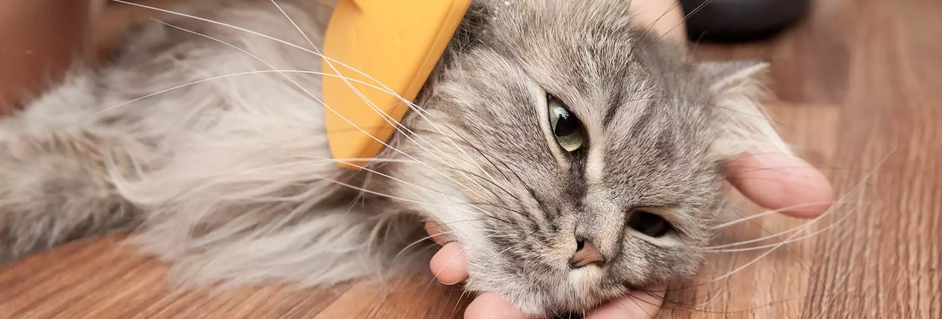 Katzen Fellpflege Katzen Fellpflege