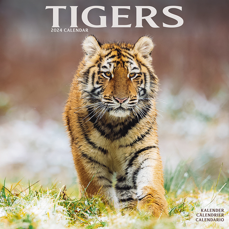 Kalender 2024 Tiger - Tigers