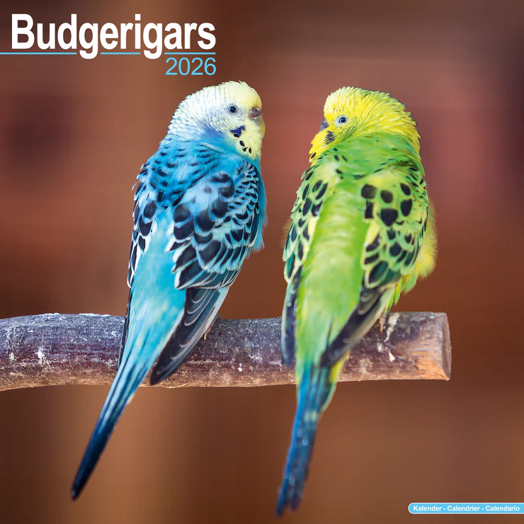 Calendar 2025 Budgerigars