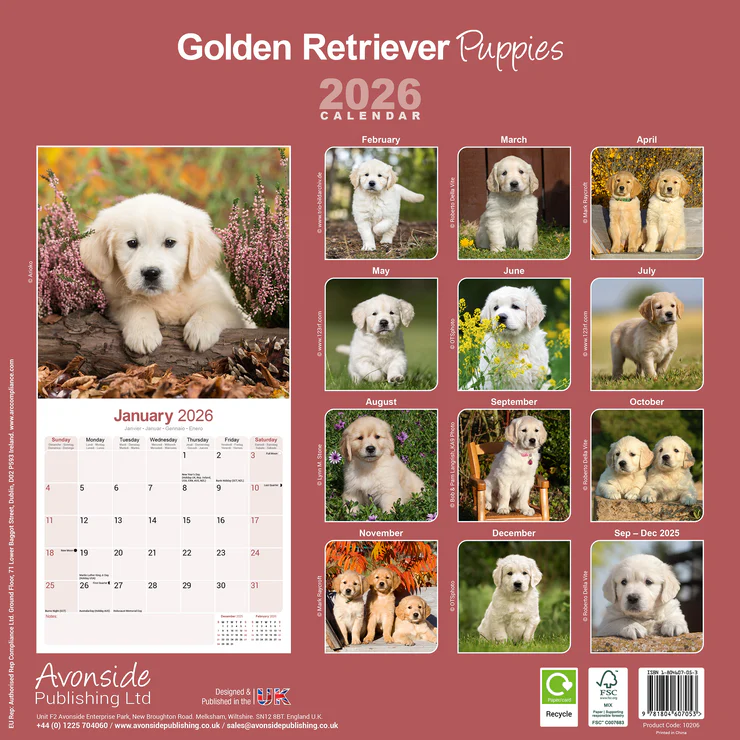 Calendar 2026 Golden Retriever - Puppy - Puppies