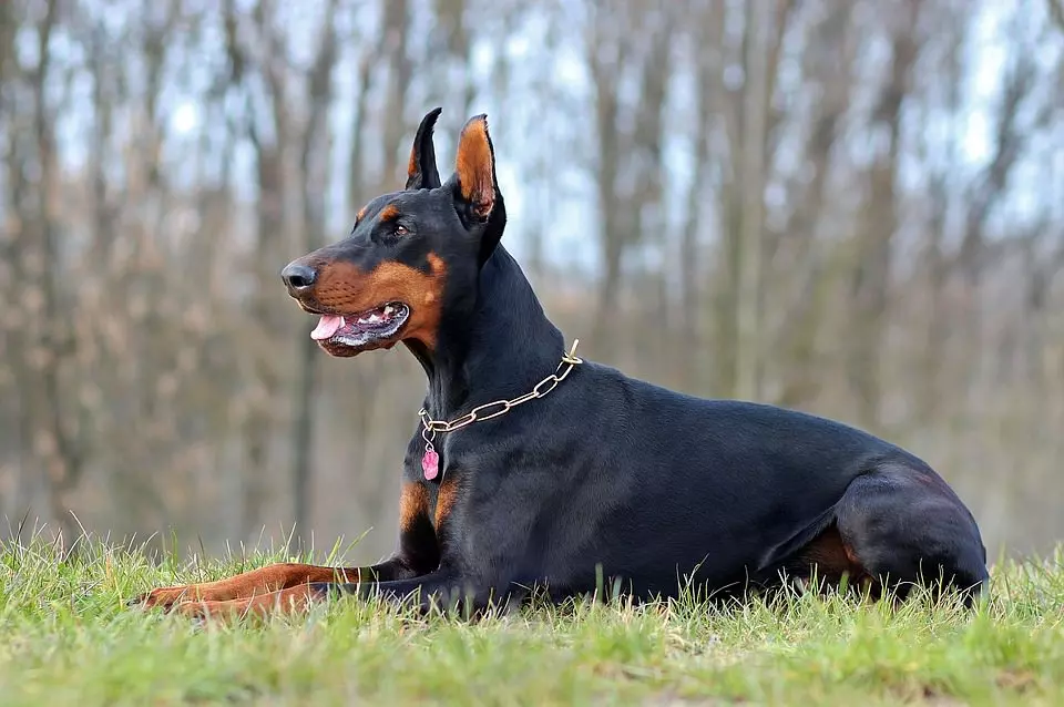 dobermann57ea72481752c Dobermann
