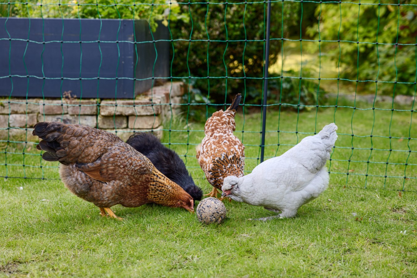 Pick ball - 6 pieces