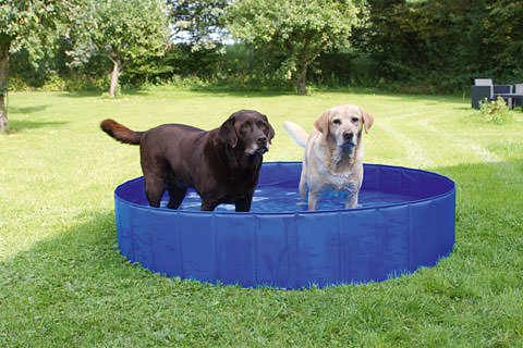 Bassin pour chiens