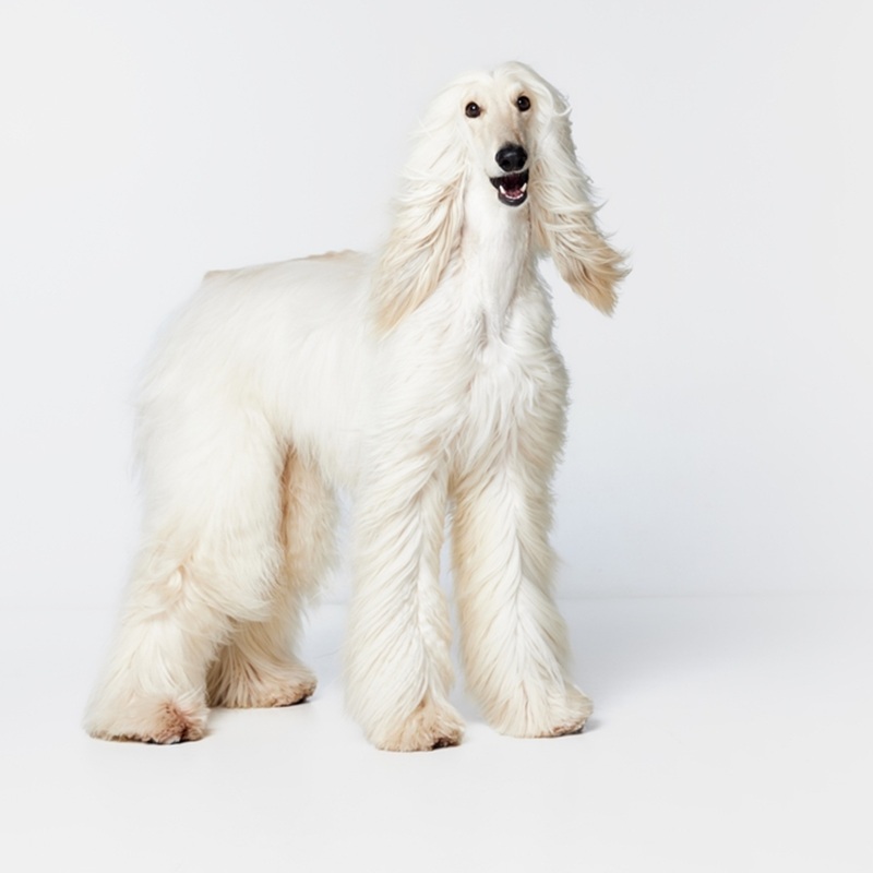 Weisser, stehender Afghanischer Windhund mit langem, seidigem Fell vor einem neutralen Hintergrund.