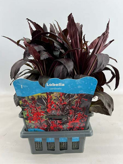 Lobelia cardinalis plant in a grey pot with a label with red flowers. The plant has elongated, dark-coloured leaves.