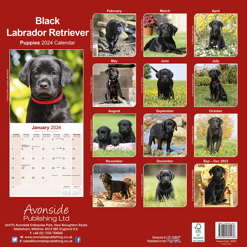 Kalender 2024 Labrador Retriever Welpen - black