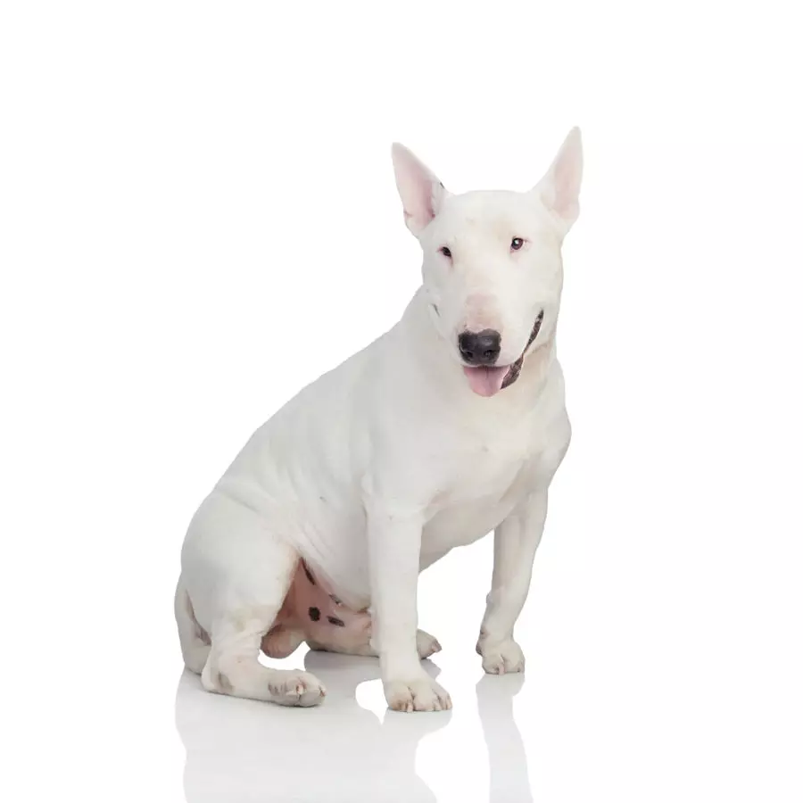 Bullterrier