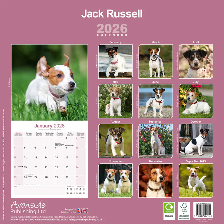Calendar 2025 Jack Russell Terrier