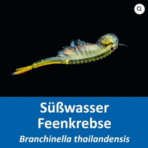 Feenkrebse Eier - Branchinella thailandensis