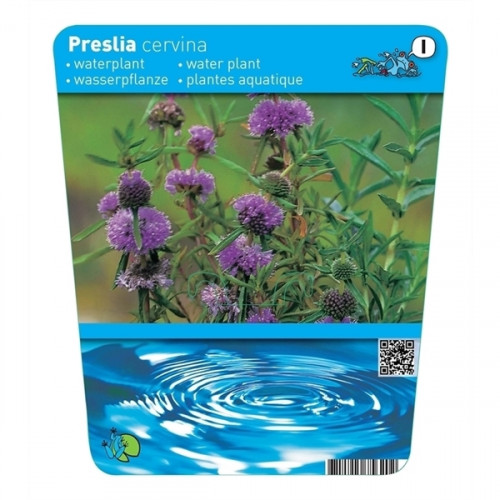 Etichetta per una pianta acquatica con fiori viola e foglie verdi, su un'immagine di onde d'acqua.