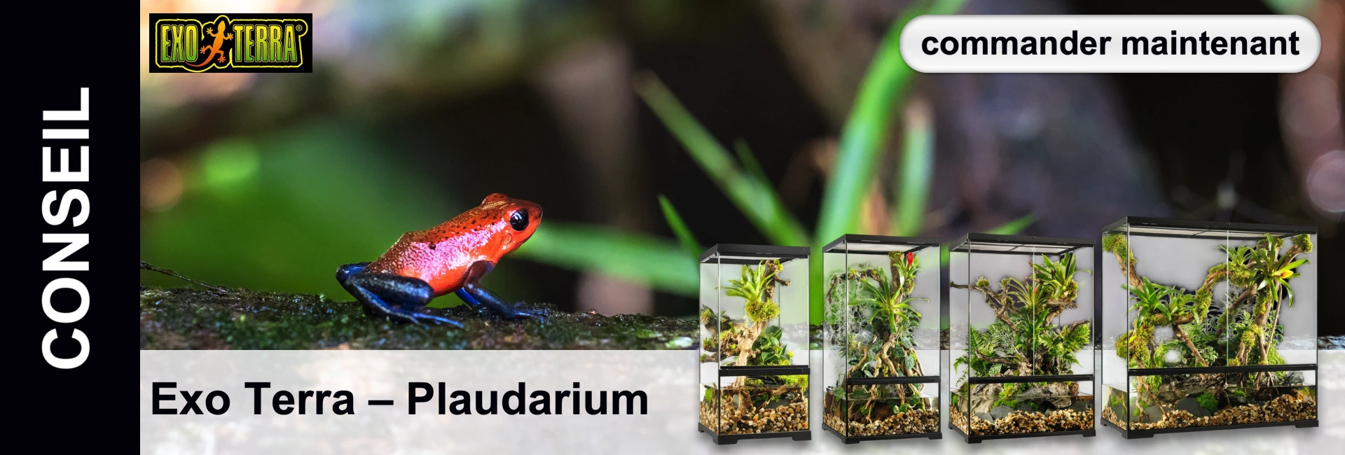 Une grenouille rouge aux pattes bleues est assise devant quatre terrariums plantés, dont l'arrière-plan est flou.