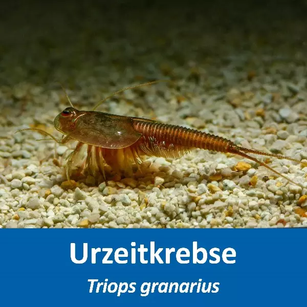 Grosses Urzeitkrebs Komplettset Grosses Urzeitkrebs Komplettset