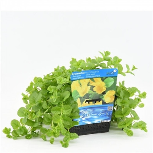 Pianta verde di alghe striscianti in un vaso con un'etichetta che mostra fiori gialli e un lago.