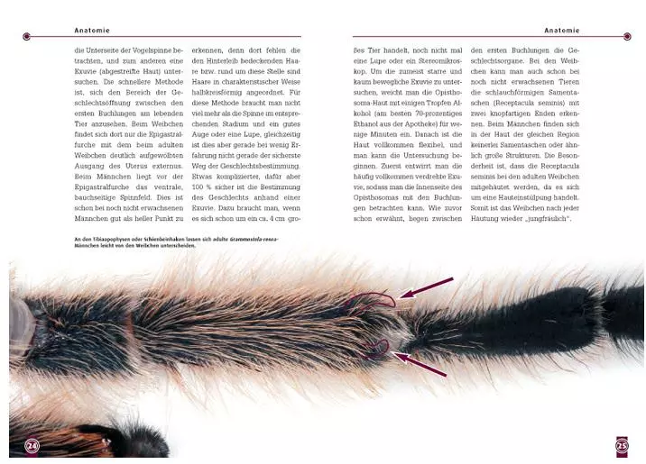 Die Rote Chile-Vogelspinne