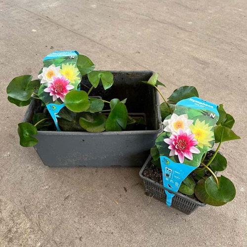 Deux plantes aquatiques dans des pots gris avec des fleurs colorées et des feuilles vertes se tiennent sur un fond gris.