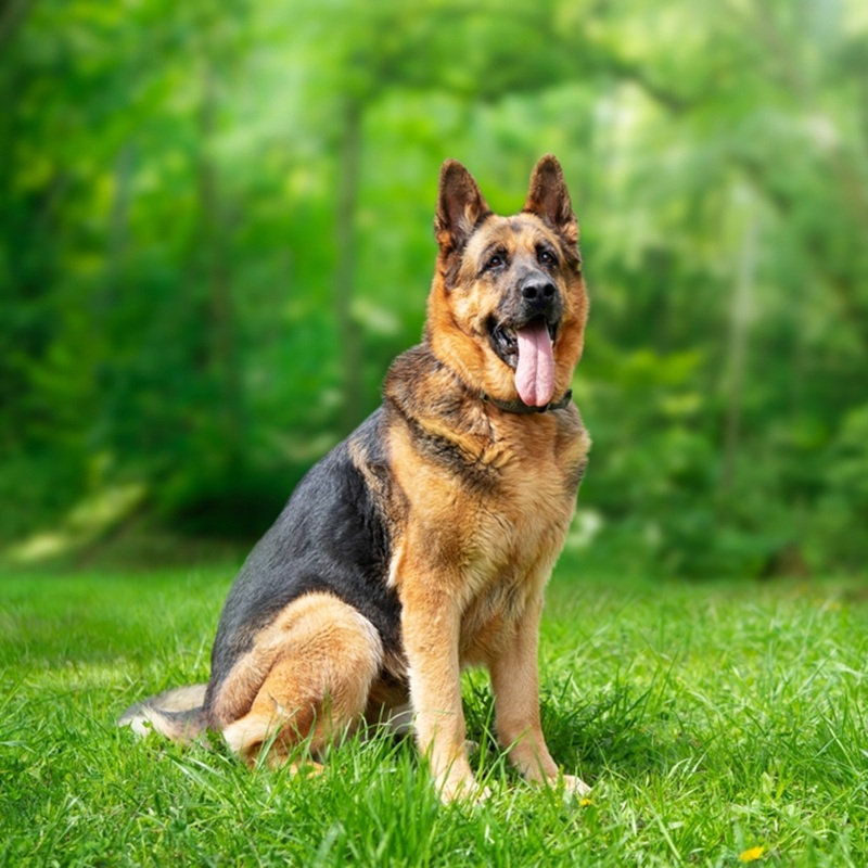 Ein sitzender Deutscher Schäferhund mit schwarzem Fell am Rücken und braunem Fell an den Beinen und am Kopf. Der Hund hat die Zunge rausgestreckt.
