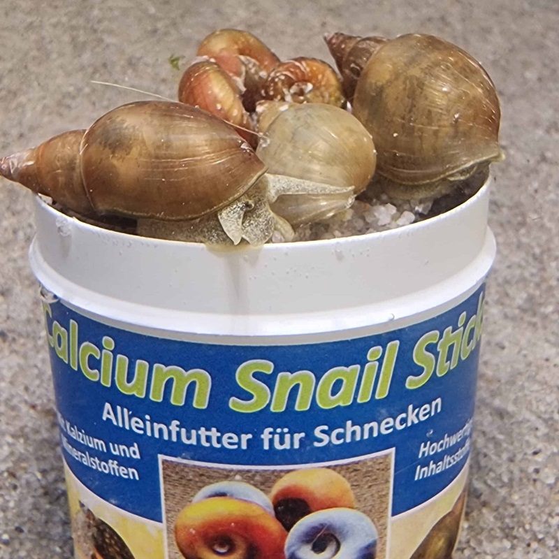 Calcium food sticks for snails