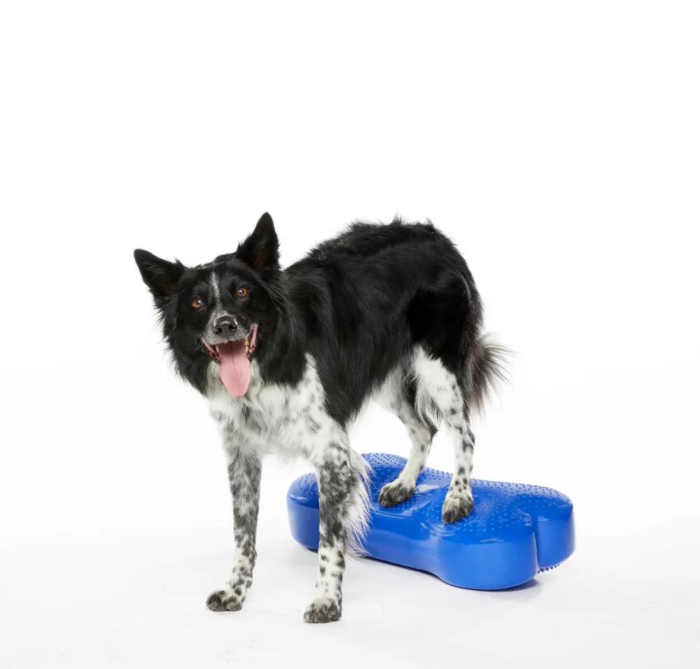 Ein schwarz-weißer Hund steht mit seinen Hinterpfoten auf einem blauen, knochenförmigen Balancekissen mit Noppen. Seine Vorderpfoten stehen fest auf dem Boden. Der Hund blickt mit offenem Maul und herausgestreckter Zunge direkt in die Kamera.